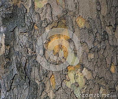 Sycamore. Textures and background. Stock Photo