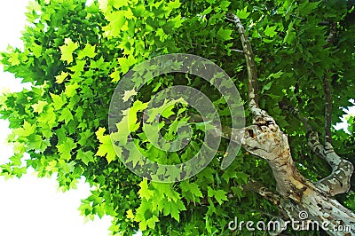 Sycamore Tree Stock Photo