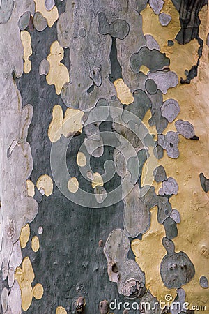 Sycamore tree camouflage colored bark texture Stock Photo