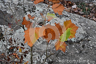 Sycamore tree in the Ouachita National Forest in Arkansas Stock Photo