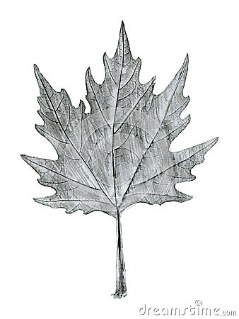 Sycamore tree leaf hand drawn, black and white lead pencil drawing Stock Photo