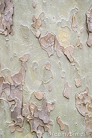 Sycamore tree pattern Stock Photo