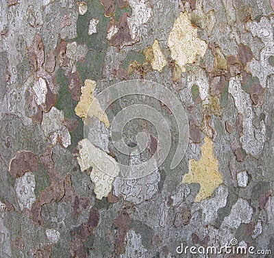 Platan, bark of tree, natural camouflage pattern Stock Photo