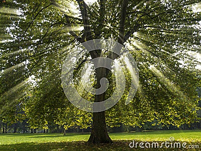 Sycamore Tree in the Sun Stock Photo