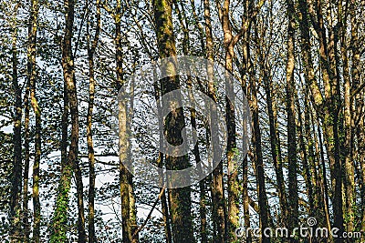 Sycamore trees in autumn with peeling back on their trunks and some ivy climbing up the trees Stock Photo