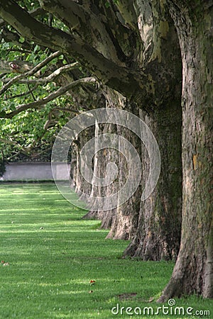 Sycamore trees in a row Stock Photo