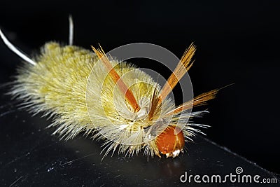 Sycamore Tussock Moth Caterpillar Stock Photo