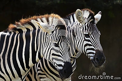 Two Zebras At Taronga Zoo Editorial Stock Photo