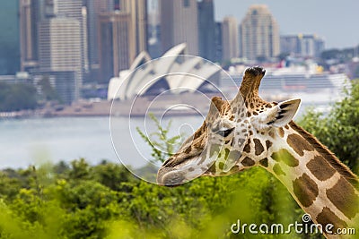 SYDNEY, AUSTRALIA - DECEMBER 27, 2015. Giraffes at Taronga Zoo w Editorial Stock Photo