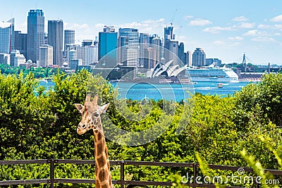 Sydney, Australia - January 11, 2014 : Giraffe at Taronga Zoo in Sydney with Harbour Bridge in background. Editorial Stock Photo