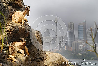 Sydney Goats Editorial Stock Photo