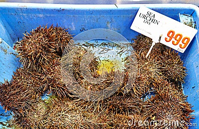 Sydney. New South Wales. Australia. The Fish Market. Live sea urchin Stock Photo