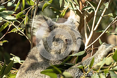 Sydney, NSW/Australia: Koala Sleeping on its Eucalyptus tree Stock Photo