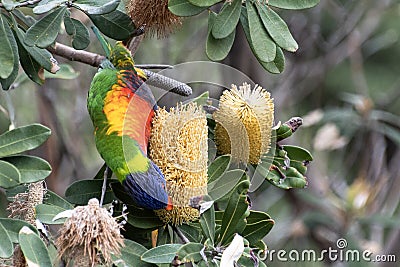 Sydney, NSW/Australia: Swift parrot eating on a tree Stock Photo