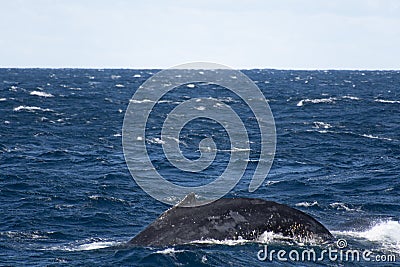 Sydney, NSW/Australia: Whales Watching in the Australian Ocean Stock Photo