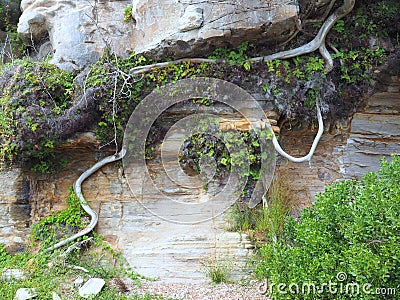 Exposed Tree Root on Sandstone Cliff Stock Photo