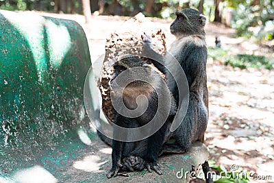 Syke Monkey (also known as a Blue Monkey) sits on a ledge in Nairobi City Park, one is defocused Stock Photo