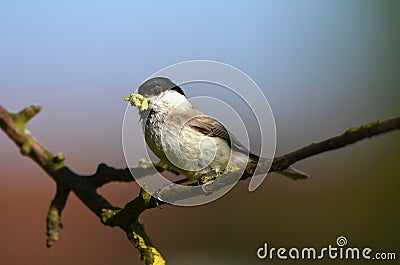 Sylvia atricapilla with worms in beak Stock Photo