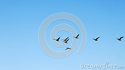 Sylwetka stada gęsi kanadyjskich, Branta canadensis, lecąca z jeziora w kierunku jasnego słońca zdjęcie wideo Sylwetka stada gęsi kanadyjskich, Branta canadensis, lecąca z jeziora w kierunku jasnego słońca zdjęcie wideo