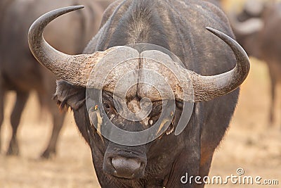 Symbiosis: African buffalo Stock Photo