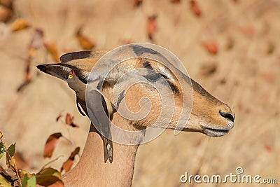 Symbiosis, Impala with oxpecker Stock Photo