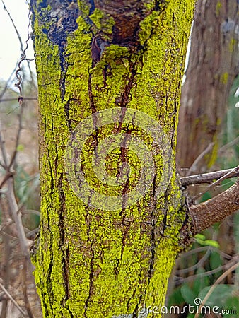 Symbiotic fungus and algae. Stock Photo