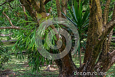 Symbiotic relationship between Epiphytic Orchids and trees, Mauritius Stock Photo