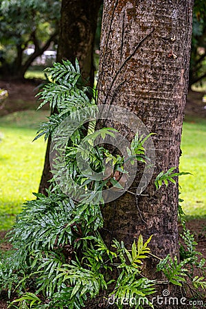 Symbiotic relationship between Epiphytic Orchids and trees, Mauritius Stock Photo