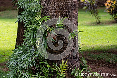 Symbiotic relationship between Epiphytic Orchids and trees, Mauritius Stock Photo