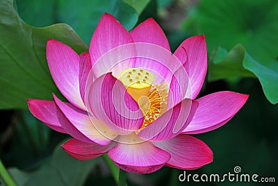 Symbol of buddhism and religion Stock Photo