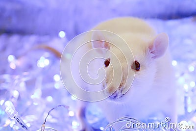White rat. Symbol of chinese new year 2020. Christmas rat on blue background with garland Stock Photo