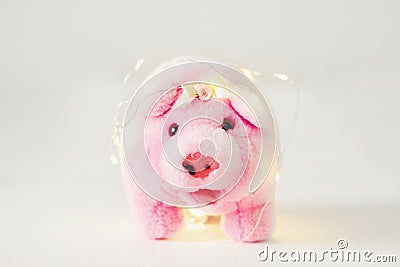 Symbol of 2019 chinese new year yellow ground pig on holiday festive Stock Photo