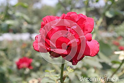 THE SYMBOL OF LOVE AND BEAUTY Stock Photo