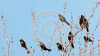 The symbol of music. Stock Photo