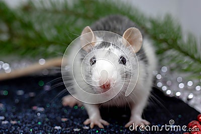 The symbol of the outgoing year 2020 is a metal silver rat.Funny Christmas animal, pet rat. Chinese zodiac, Eastern horoscope Stock Photo