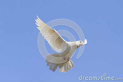 Symbol of peace is flying in the sky Stock Photo