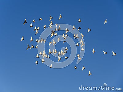 Summer day white dove group flying Stock Photo