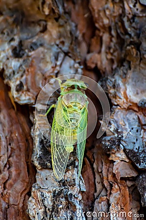 Symbol of Provence, 1 day young cicada orni insect sits on tree close-up Stock Photo