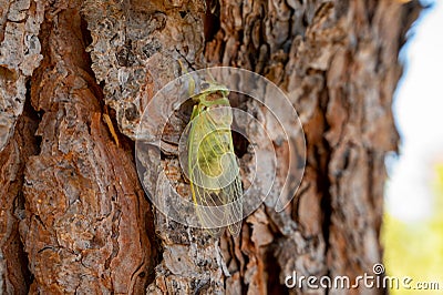 Symbol of Provence, 1 day young cicada orni insect sits on tree close-up Stock Photo