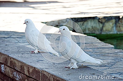 Symbol of purity white pigeon couple waiting in the shade Stock Photo