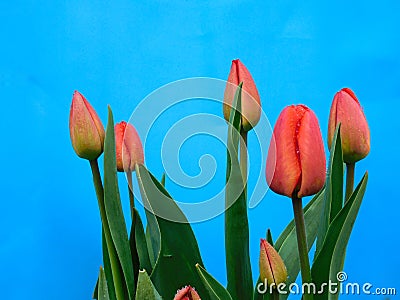 Symbol of Victory: Holiday Tulips for Victory Day Stock Photo