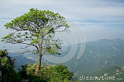 The Symbolic Tree of Jiawutai Stock Photo