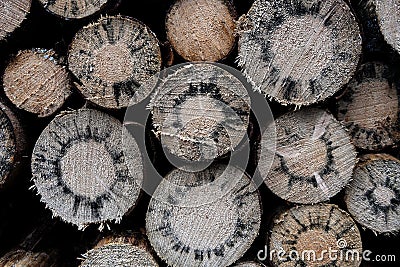 Logs from coniferous wood with stellar growi logs from coniferous wood with stellar growing black tree killing tree fungus Stock Photo