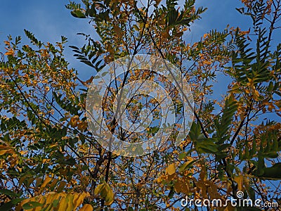 Artistic forms of yellow and green autumn leaves Stock Photo