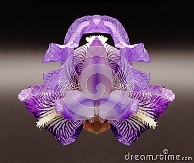 Symmetrical mauve lily Stock Photo