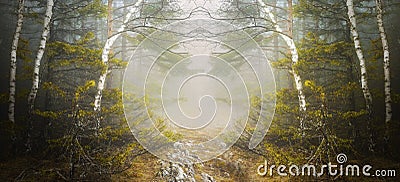 Symmetrical forest and mysterious fog Stock Photo