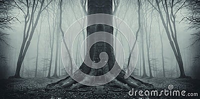 Symmetrical spooky tree in forest with fog Stock Photo