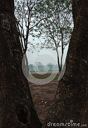 Symmetrical trees in the late afternoon Stock Photo