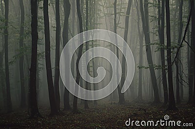 Symmetrical trees in mysterious forest on Halloween night Stock Photo