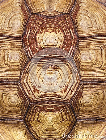 Symmetrical turtle shell texture Stock Photo
